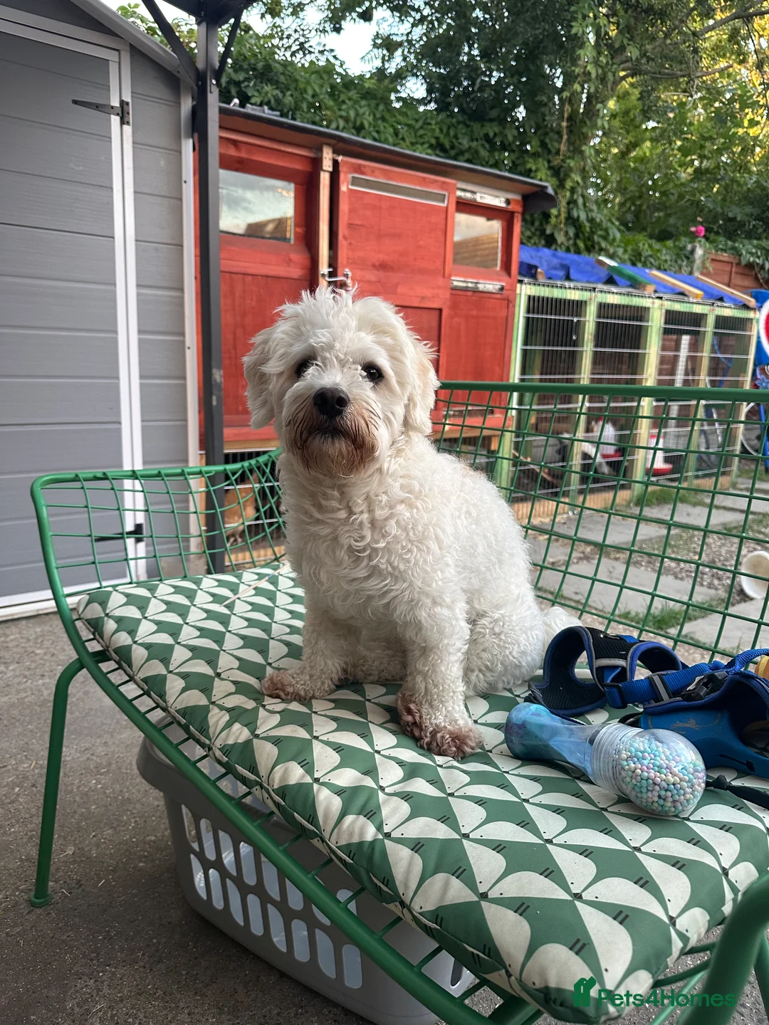 Bichon Frise dogs for sale: Bichon Frise - Advert 2