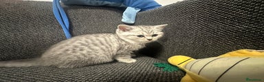 British Shorthair Kitten 5