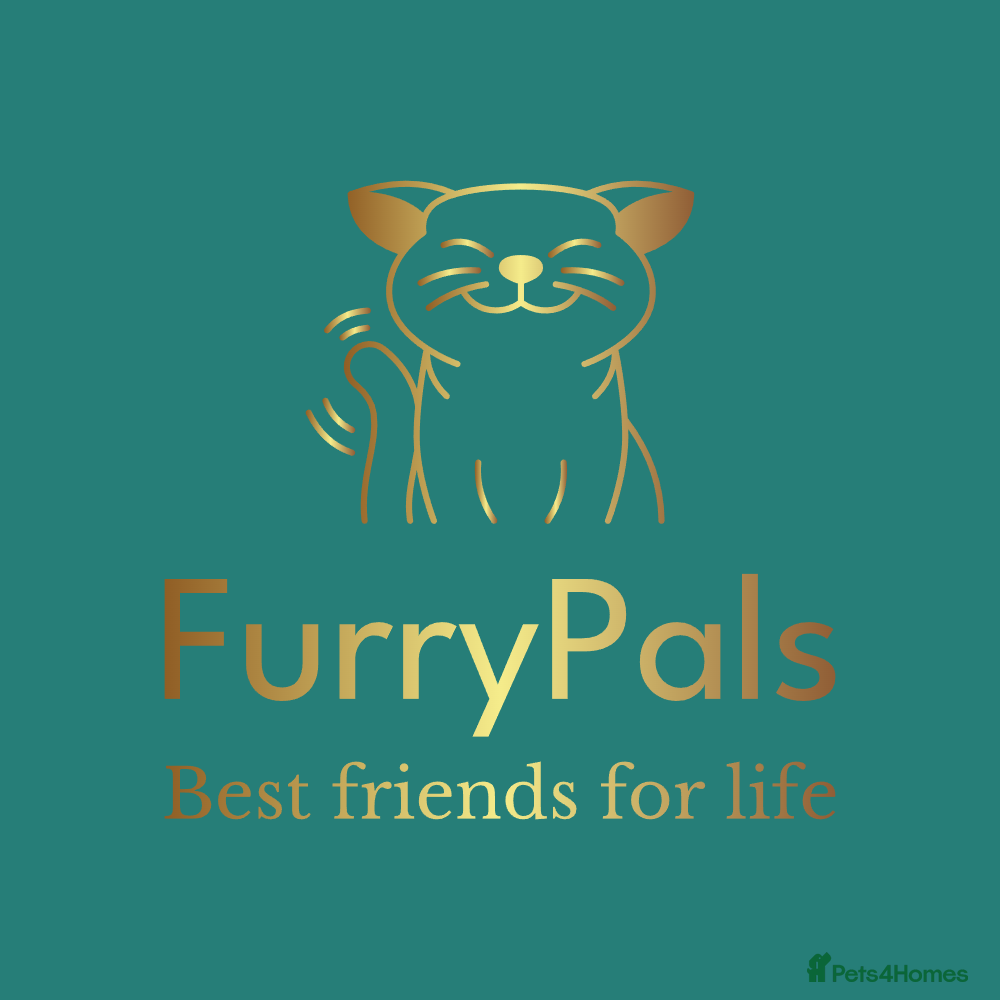 Maine Coon cats 4 adorable 😍 Mainecoon girls - Advert 6