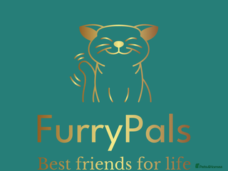 Maine Coon cats 4 adorable 😍 Mainecoon girls - Advert 6