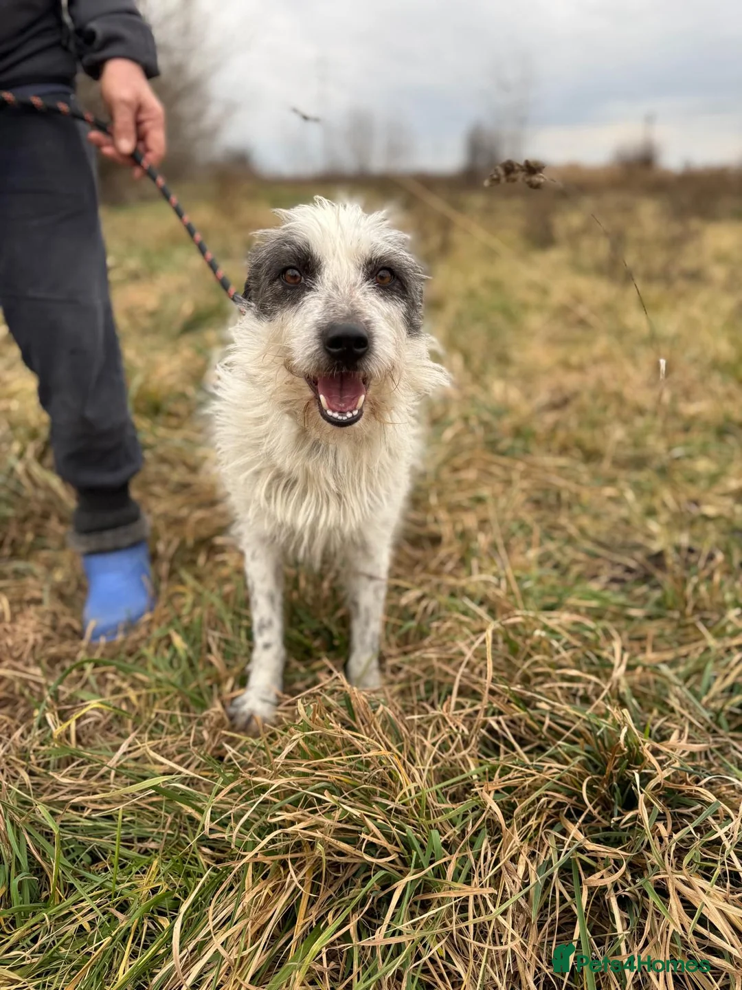 Mixed Breed dogs for adoption: 🐾MIRA🐾, a beautiful young girl for a Loving Home - Advert 17