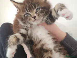 Maine Coon cats Little Maine Coon Girls Looking for Forever Homes - Advert 12