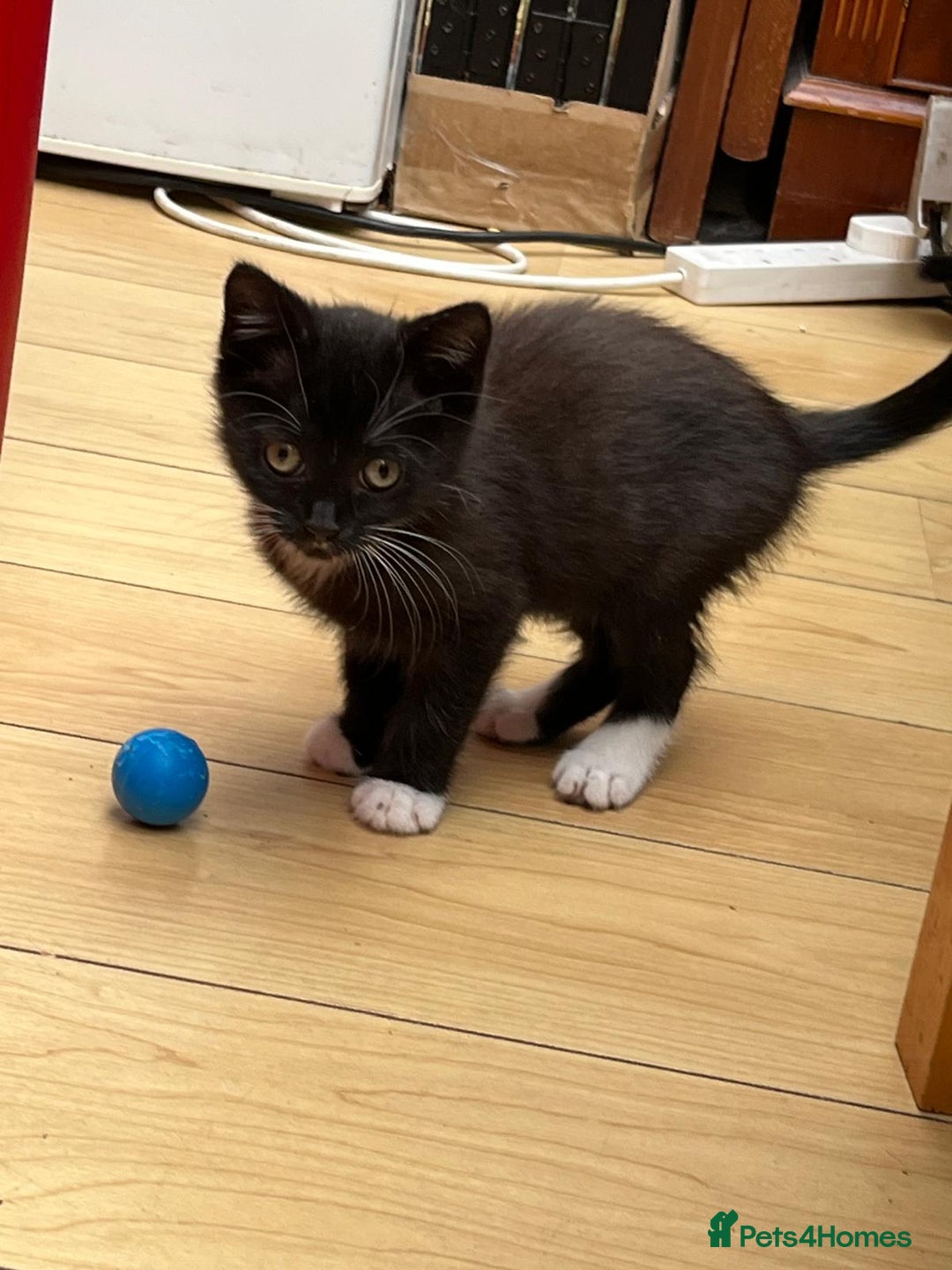 Mixed Breed cats for sale: Tuxy & Stripy - two gorgeous boys for sale - Image 8