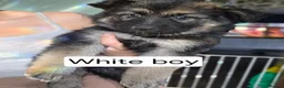German Shepherd dogs for sale: German Shepherd puppy's  - Advert 1