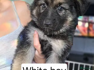 German Shepherd dogs German Shepherd puppy's - Advert 1