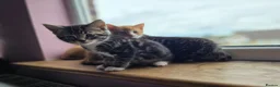 Mixed Breed cats for sale: 4 beautiful kittens 😸  - Advert 8