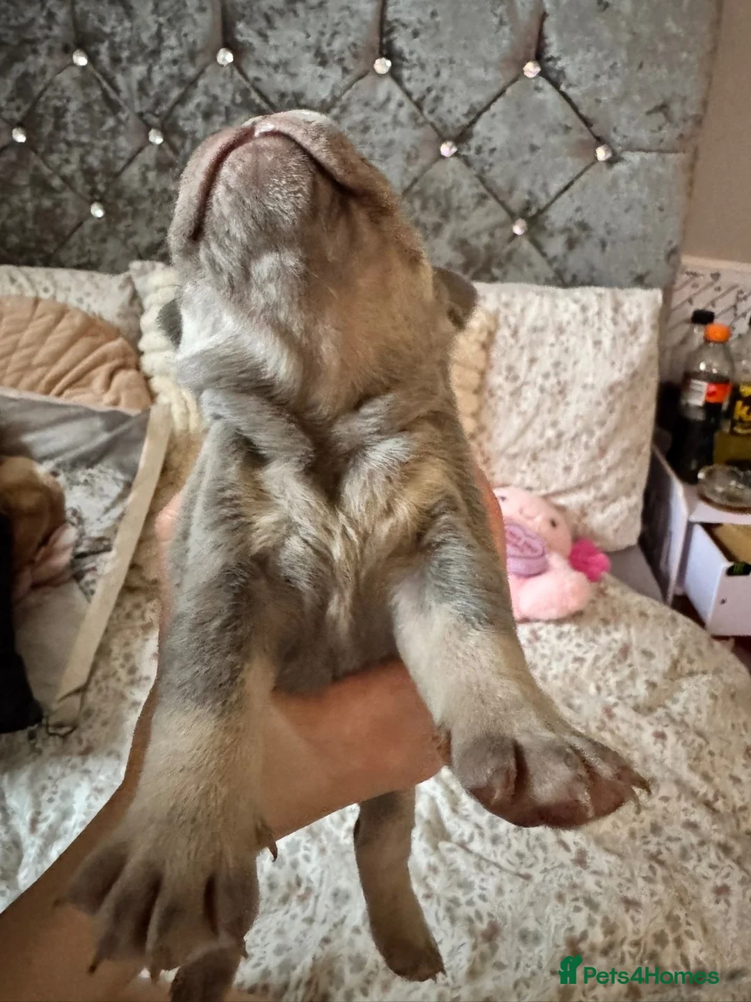 French Bulldog dogs for sale: KC Registered french bulldogs  - Advert 37
