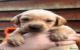 Labrador Retriever dogs for sale: Yellow/fox red male Labrador puppies  - Image 8