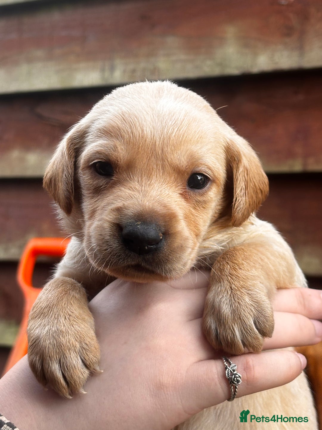 Labrador Retriever dogs for sale: Yellow/fox red male Labrador puppies  - Image 8