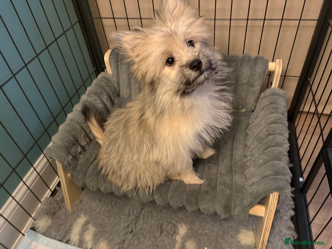 Mixed Breed dogs for sale: Penny the Pomeranian mix  - Image 2