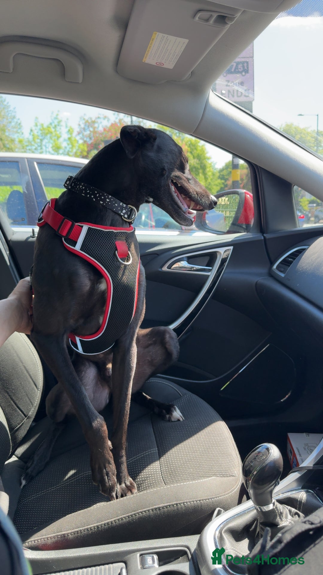 Lurcher dogs for sale: Raven lurcher  - Advert 2