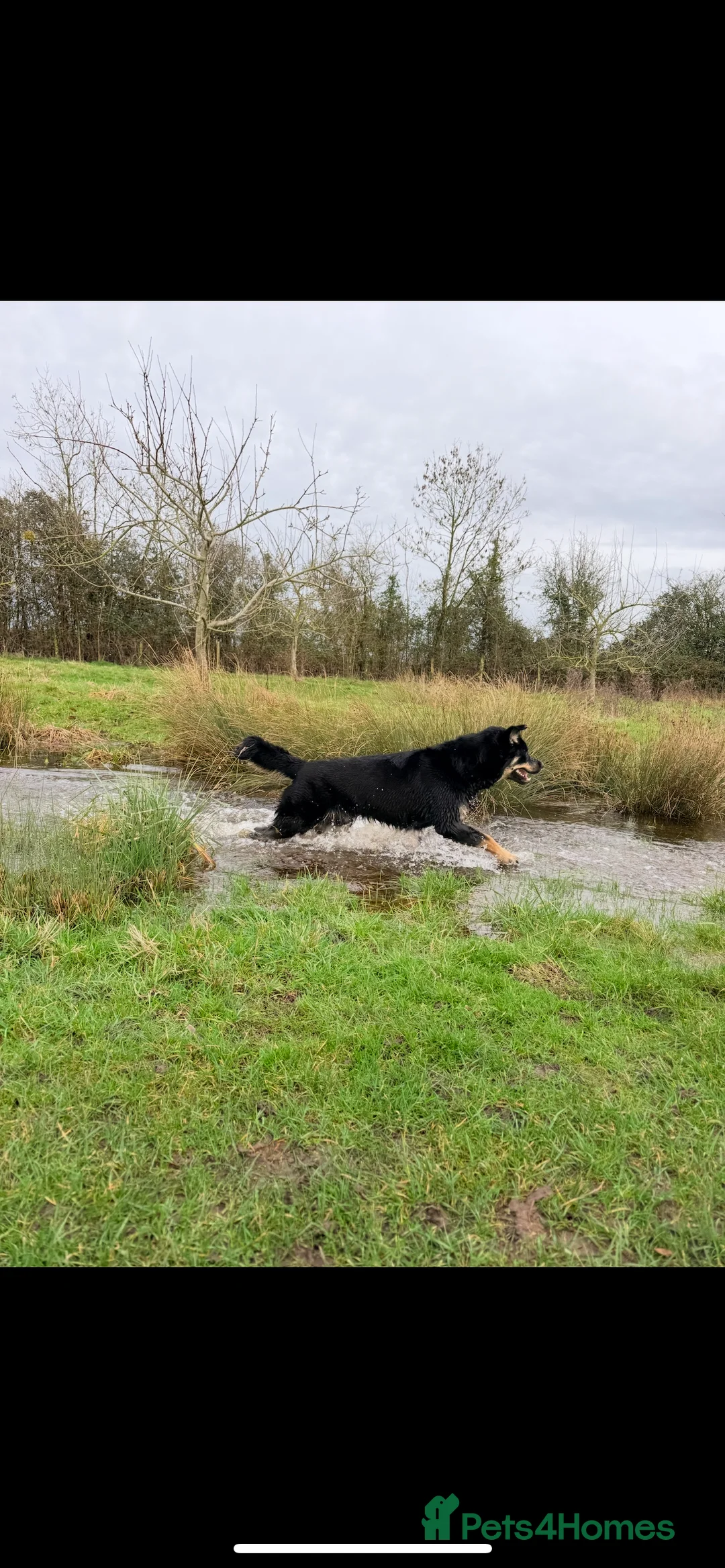 Mixed Breed dogs for sale: Remaining Male Puppy needs rehoming!  - Advert 10