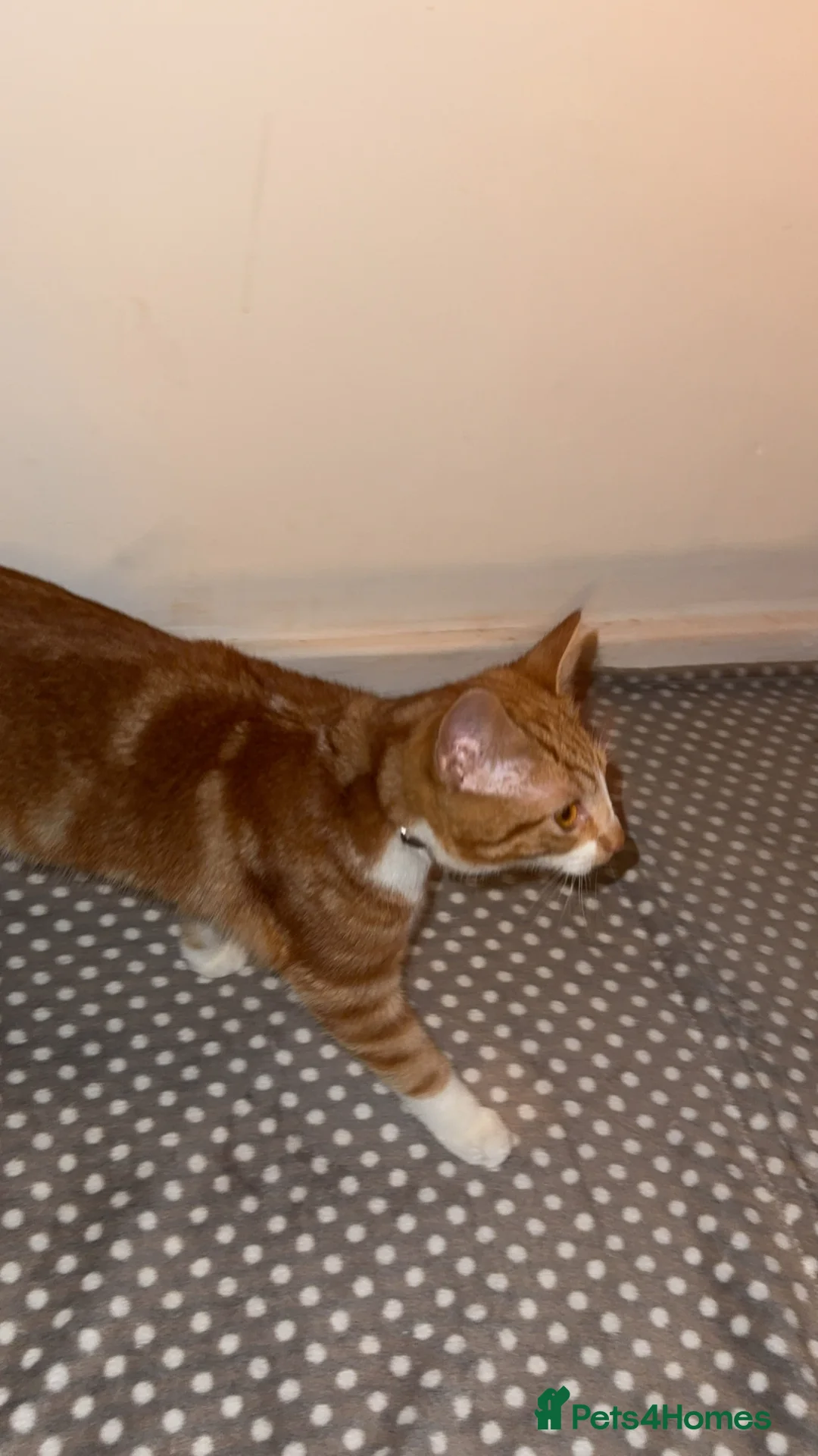 Mixed Breed cats for sale: 2x ginger kittens for sale - Advert 20