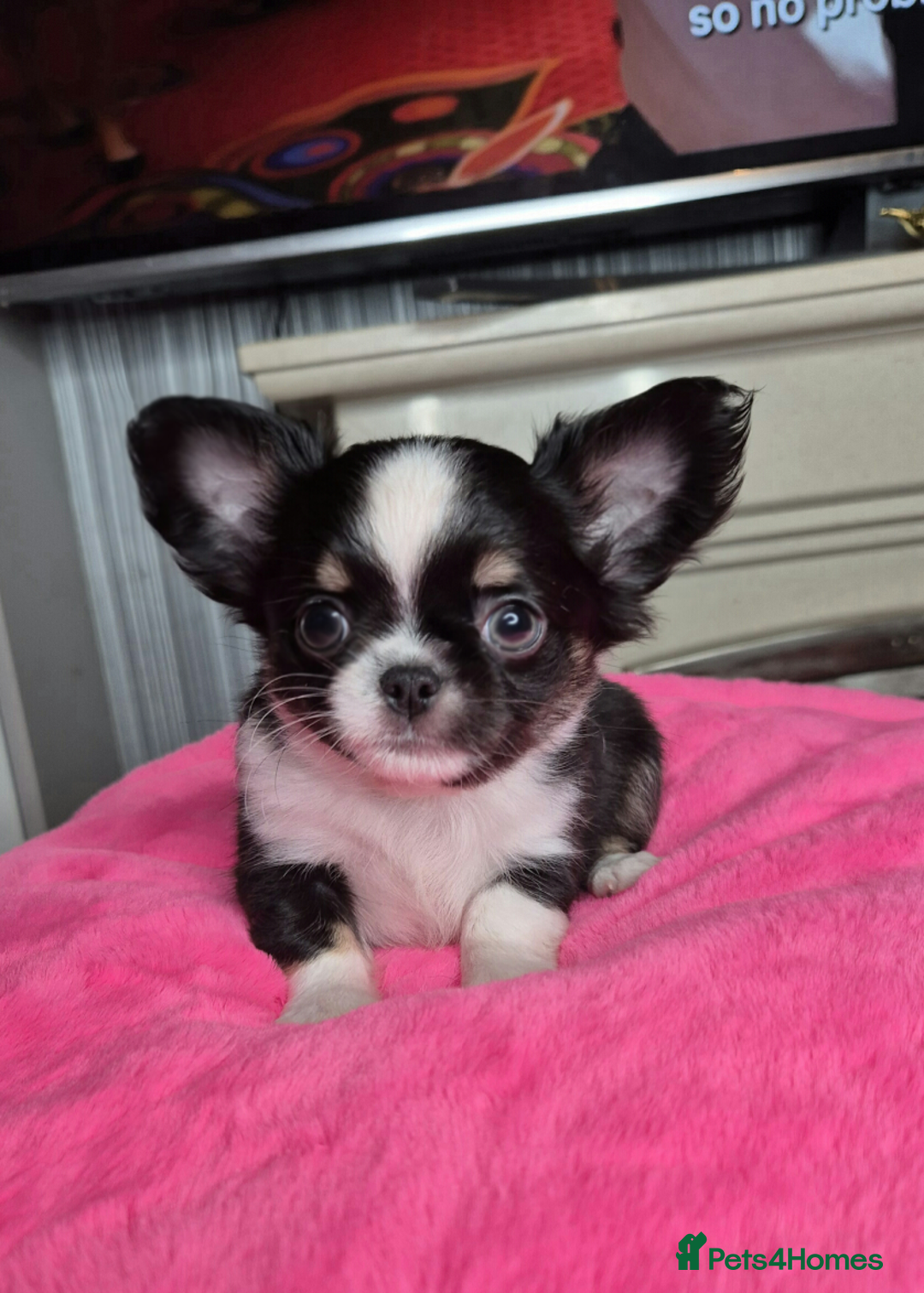 Chihuahua dogs for sale: Kc registered chihuahua puppies - Advert 6