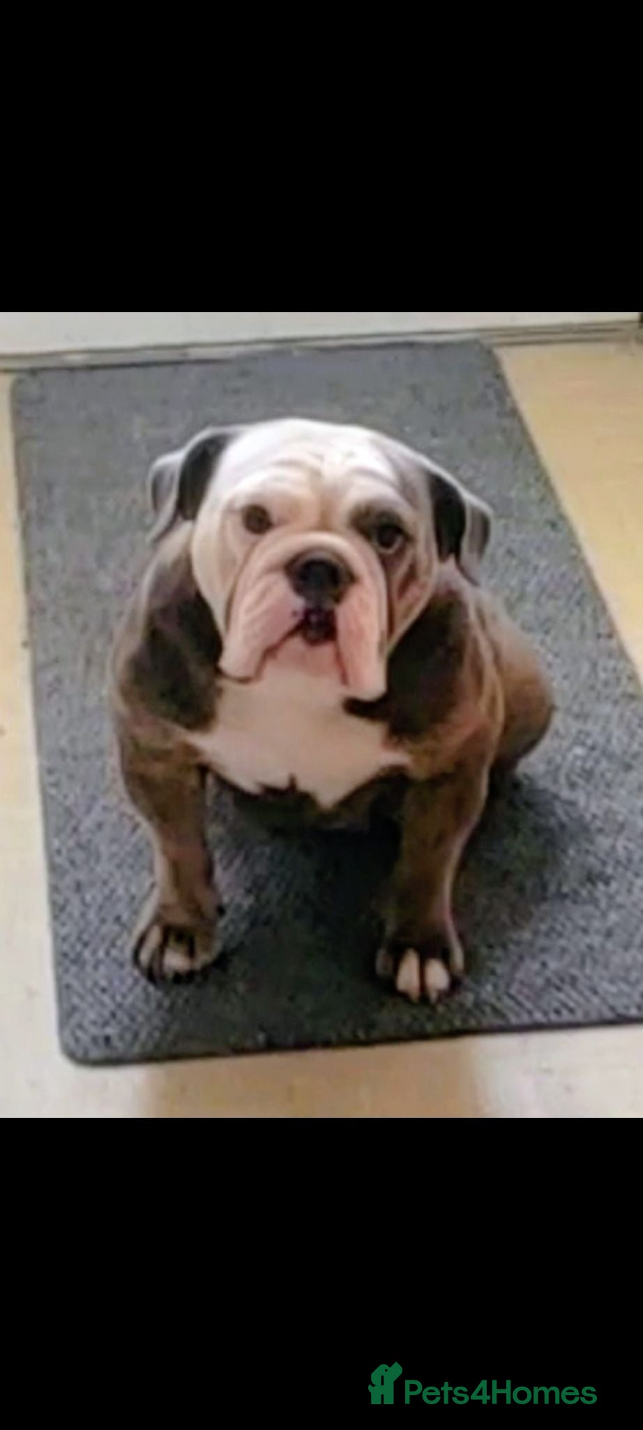 English Bulldog dogs Quality KC Registered Bulldog Puppies - Advert 7
