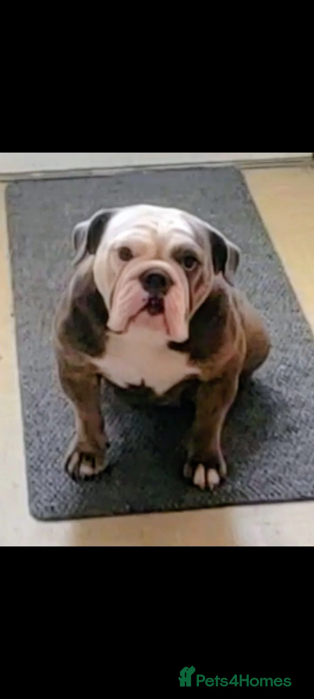 English Bulldog dogs for sale: Quality KC Registered Bulldog Puppies - Advert 1