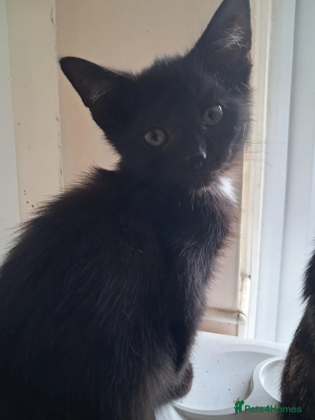 British Shorthair cats for sale: 5 Short-hair Mixed Tabby kittens in Plymouth - Advert 8