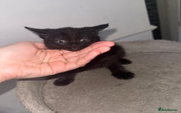 Mixed Breed cats for sale: FiveFemale Kittens Looking for Their ForeverHomes! - Advert 8