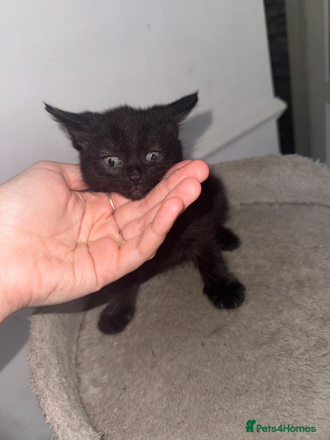 Mixed Breed cats for sale: FiveFemale Kittens Looking for Their ForeverHomes! - Advert 8