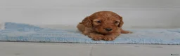 Cavapoo dogs for sale: Cute Cavapoo Puppies Looking for Forever Homes - Advert 27