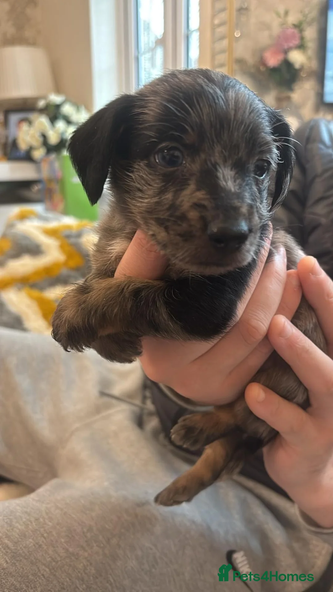 Mixed Breed dogs for sale: Puppies for sale - Advert 7