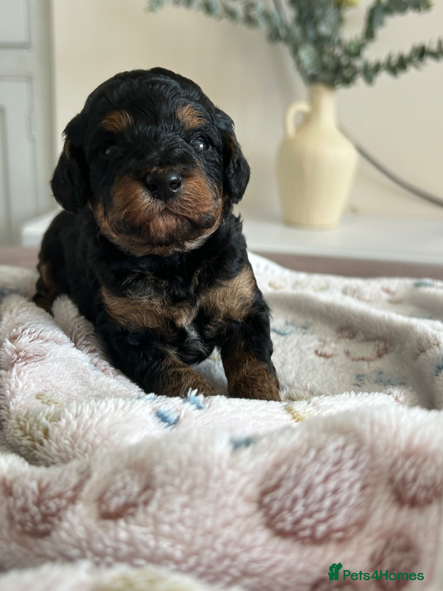 Cavapoo dogs Stunning Cavapoo puppies  - Advert 9