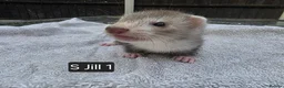 Ferret rodents for sale: Full, Semi & Half Angora Kits - Advert 12