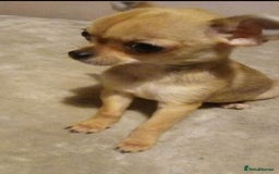 Chihuahua dogs for stud: PUREBRED CHIHUAHUA FOR STUD ONLY APPLE HEADED   - Image 5
