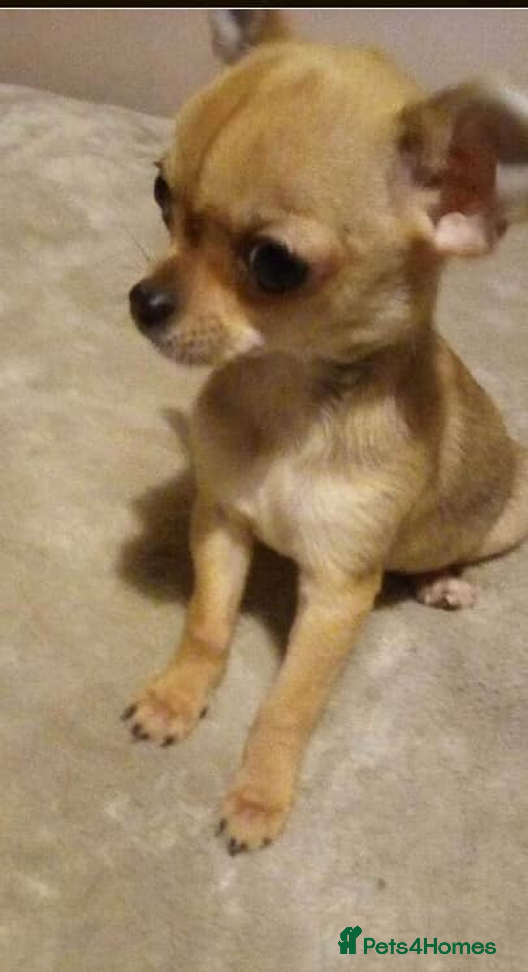 Chihuahua dogs for stud: PUREBRED CHIHUAHUA FOR STUD ONLY APPLE HEADED   - Image 5