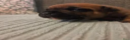 Staffordshire Bull Terrier dogs for sale: Staffordshire bull terier red puppies  - Advert 14