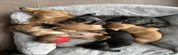 Miniature Dachshund dogs for sale: Well-Socialised Puppy – Ready for His Forever Home - Advert 3
