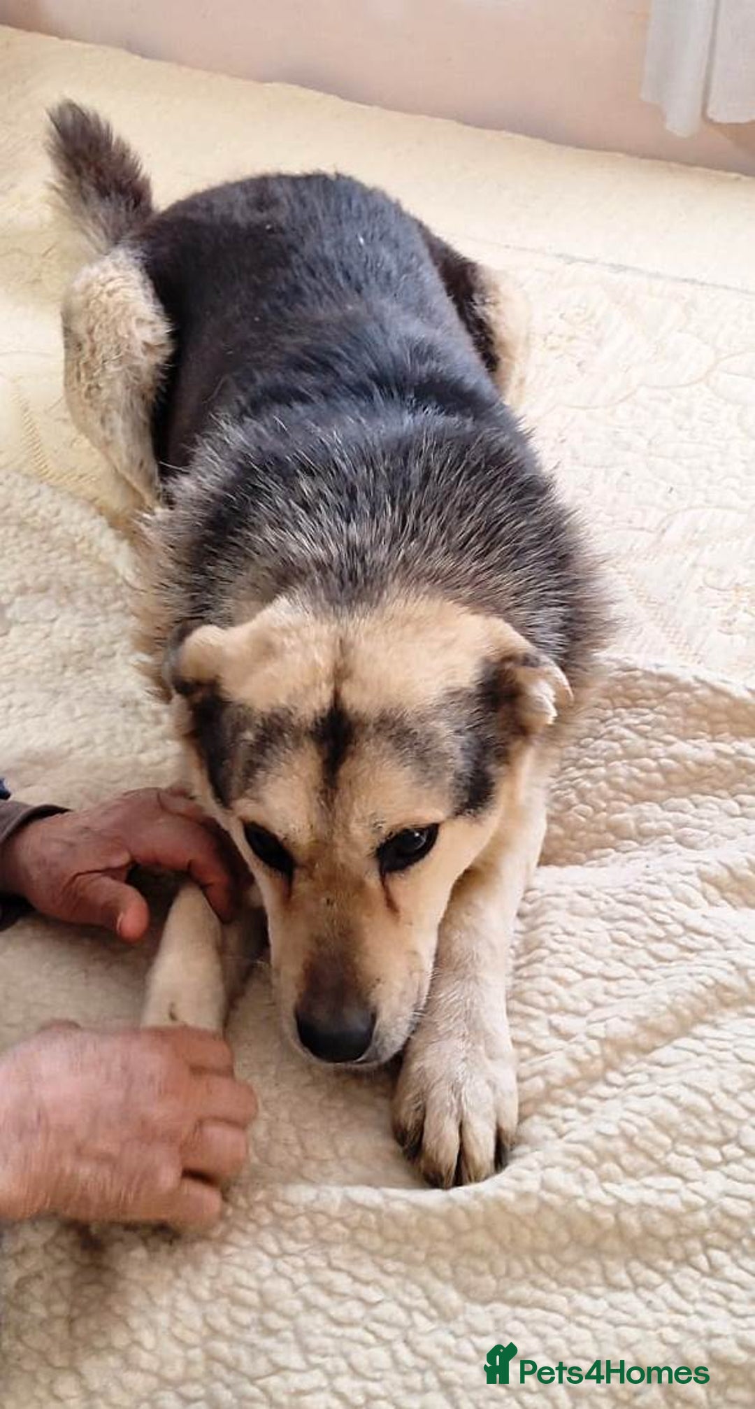 Mixed Breed dogs for adoption: 🐶Really… does nobody want to give me a chance? 💔 - Advert 21