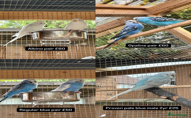 Budgerigars birds - Advert 3