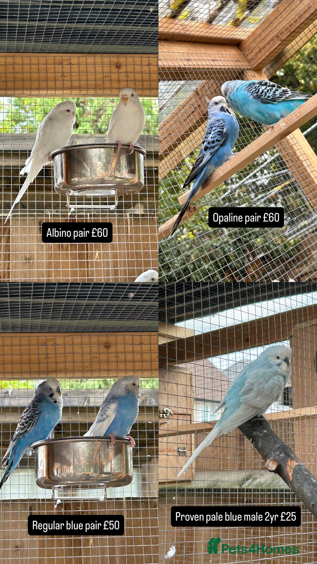 Budgerigars birds for sale: Proven pairs budgies all adult 2+ years old  - Image 1