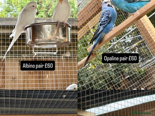 Budgerigars birds - Advert 3