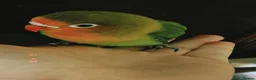 Lovebirds birds for sale: Hand reared baby lovebirds - Advert 1