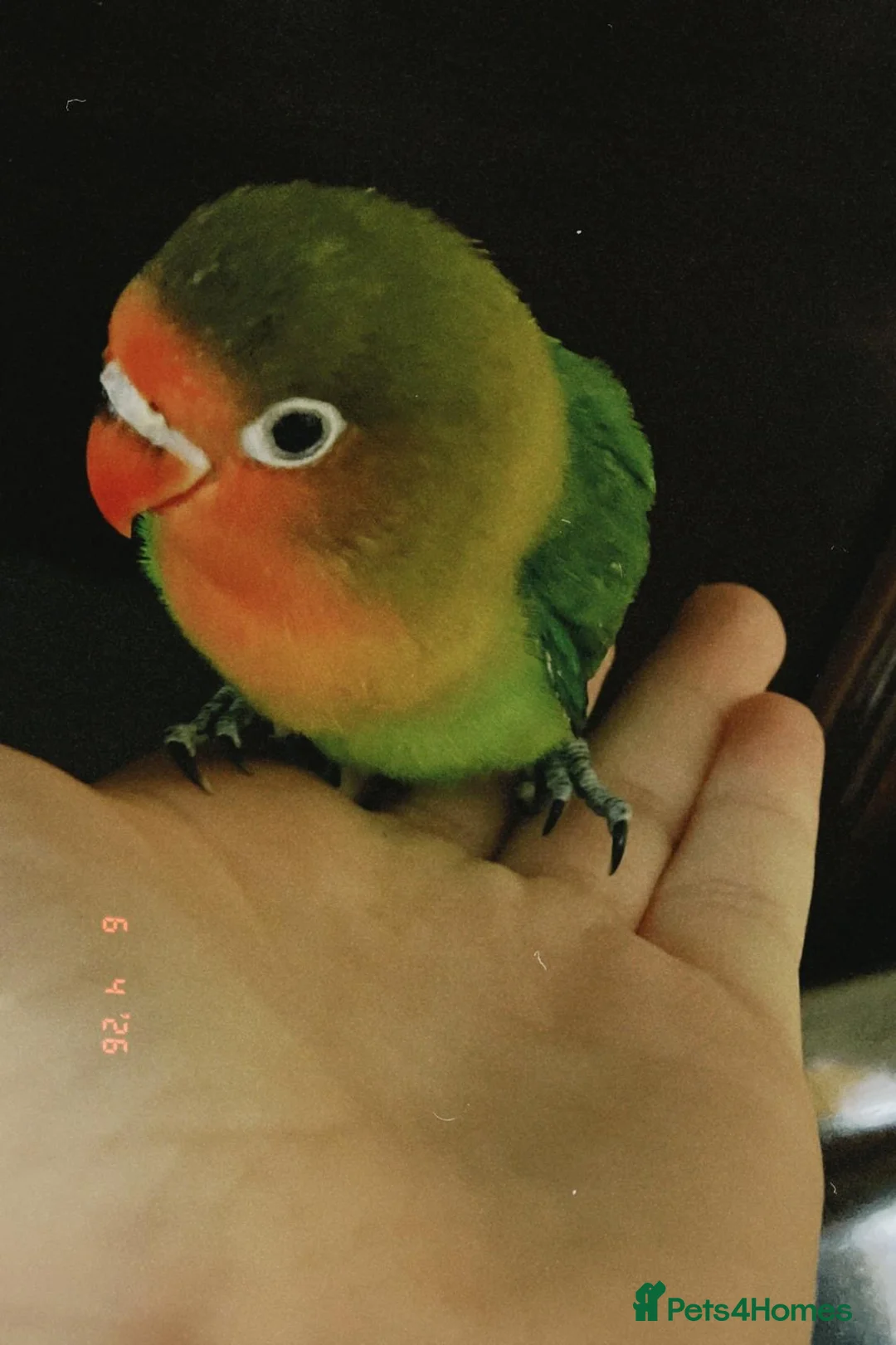 Lovebirds birds for sale: Hand reared baby lovebirds - Advert 1