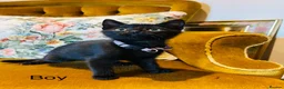 Mixed Breed cats for sale: *READY NOW* 3 Beautiful Black Kittens  - Advert 3