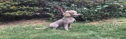 Standard Poodle dogs for sale: Stunning KC Standard Poodle..health tested - Advert 3