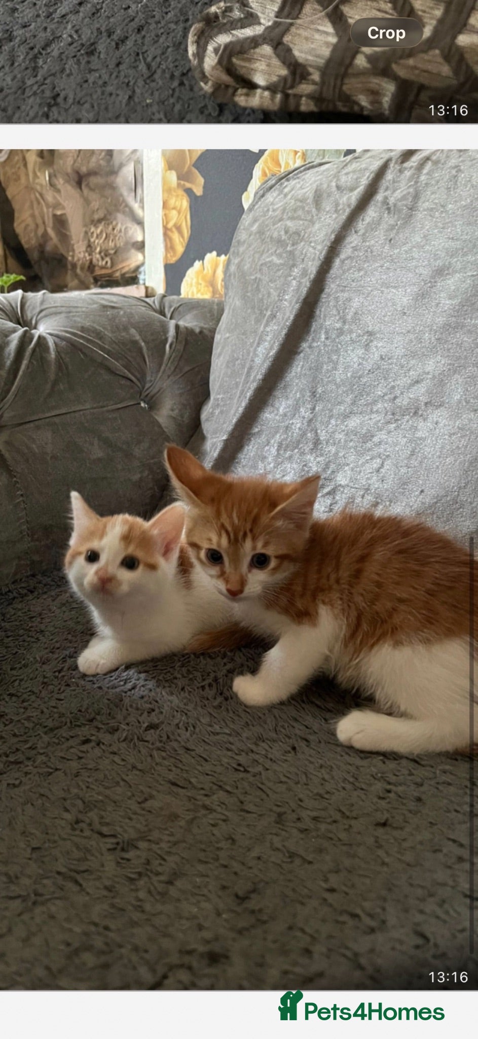 Mixed Breed cats Tabby kitten  - Advert 1