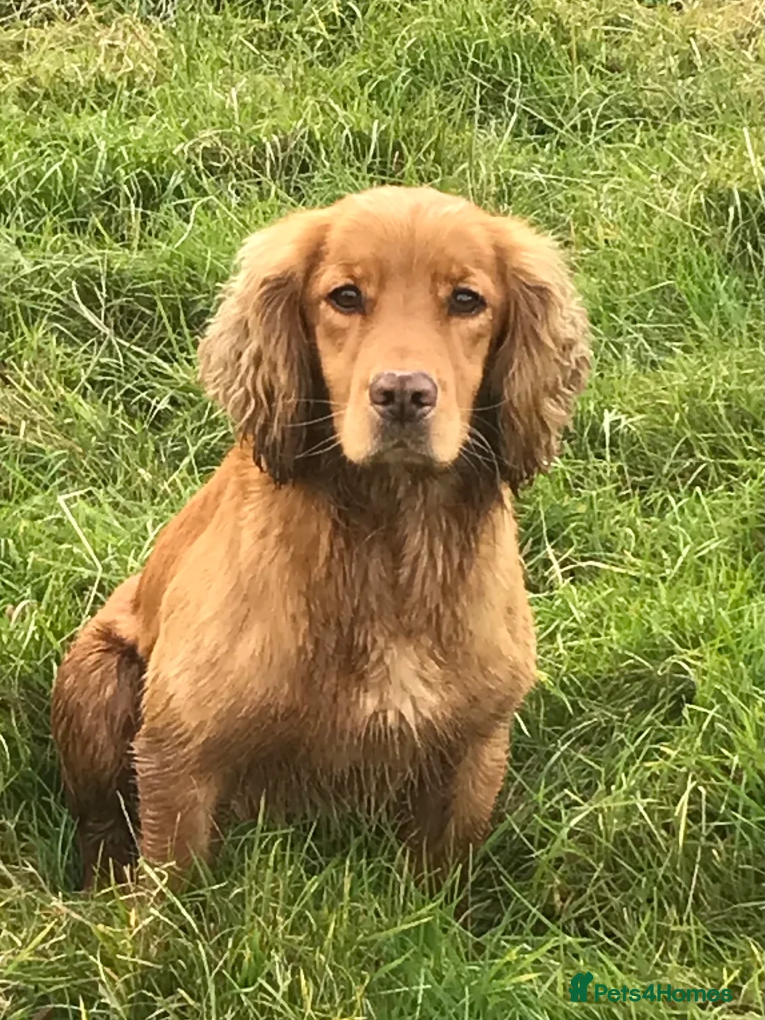 Cocker Spaniel dogs for stud: kc reg health tested working cockers - Advert 11