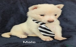 Siberian Husky dogs for sale: Beautiful pure Siberian Husky( last white male) - Image 9