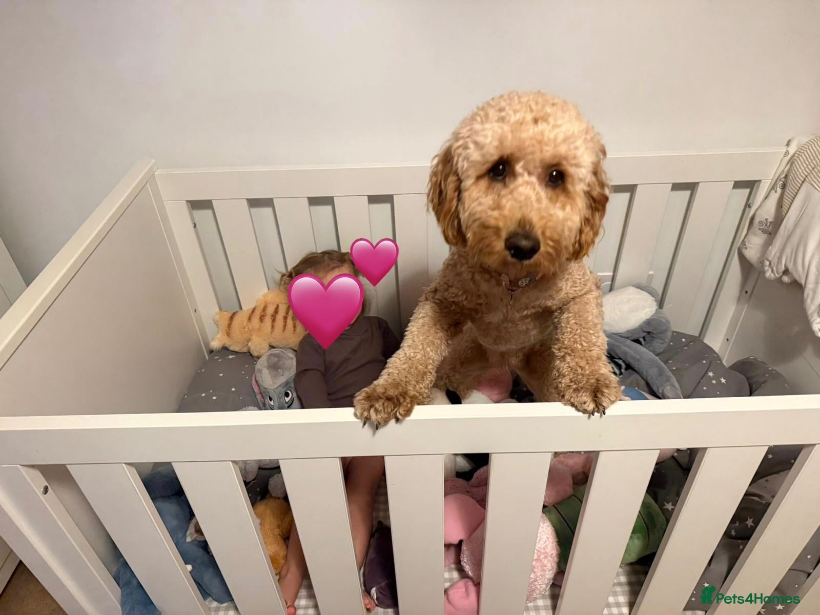 Mixed Breed dogs 🐾 Australian Double Doodle Puppies Expected 🐾 - Advert 2