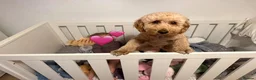 Mixed Breed dogs for sale: 🐾 Australian Double Doodle Puppies Expected 🐾 - Advert 15