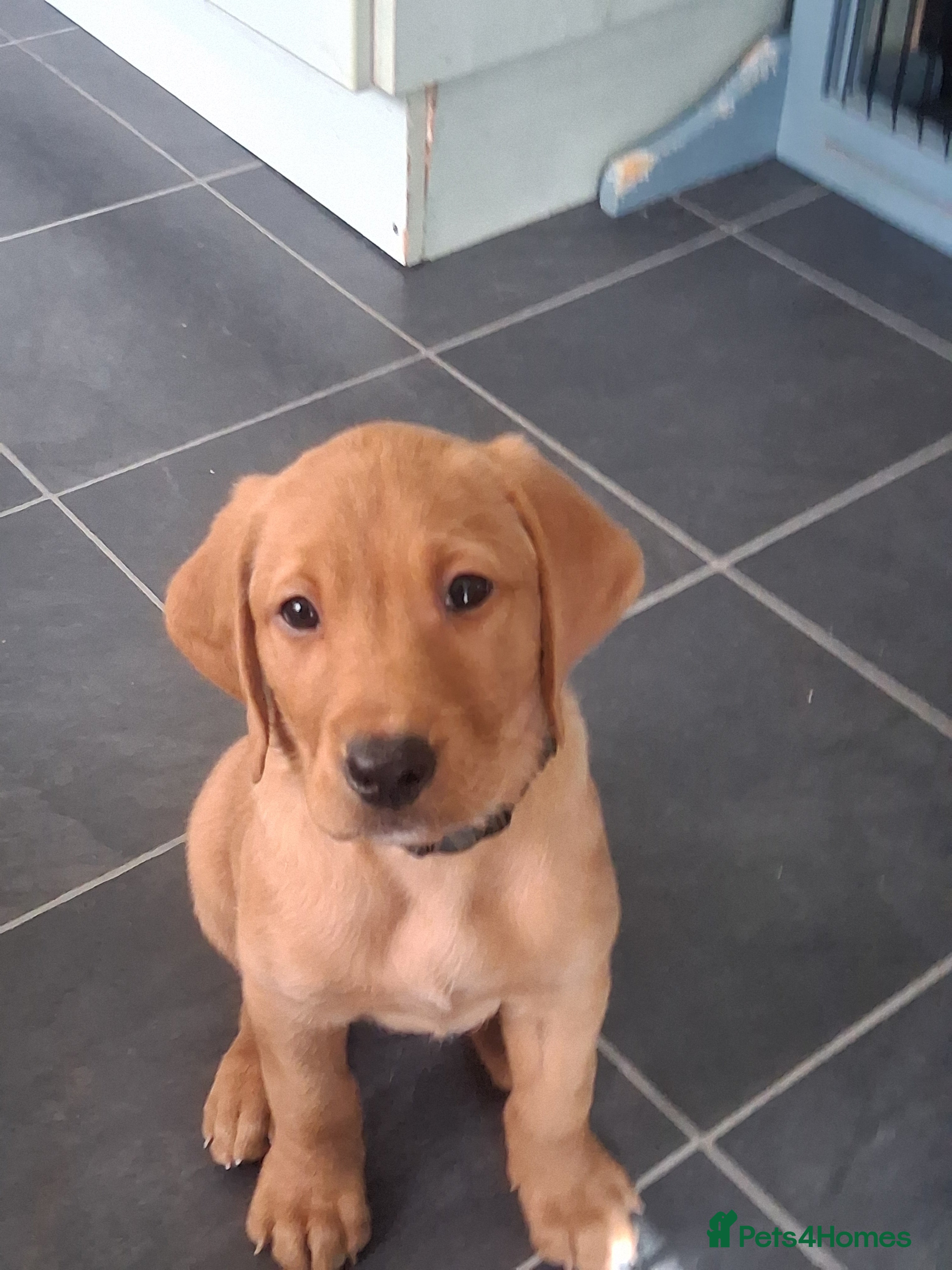 Labrador Retriever dogs KC registered male 8 week old fox red labrador - Advert 2