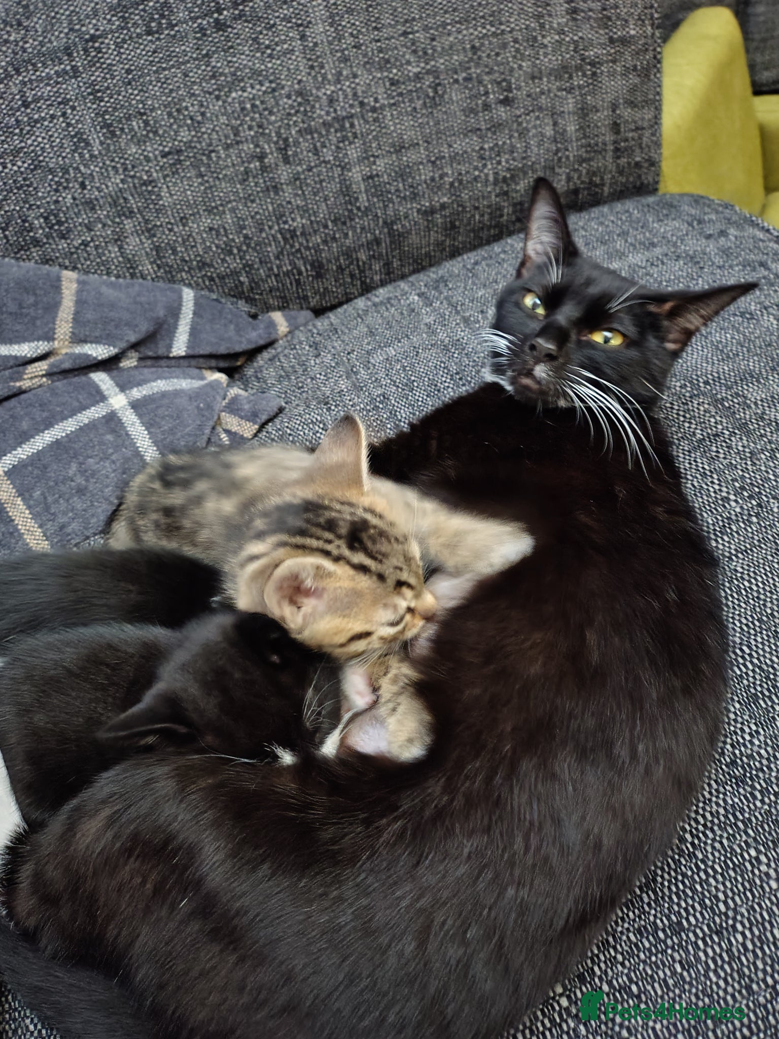 Mixed Breed cats for sale: 8 week old kitten looking for forever home - Advert 2