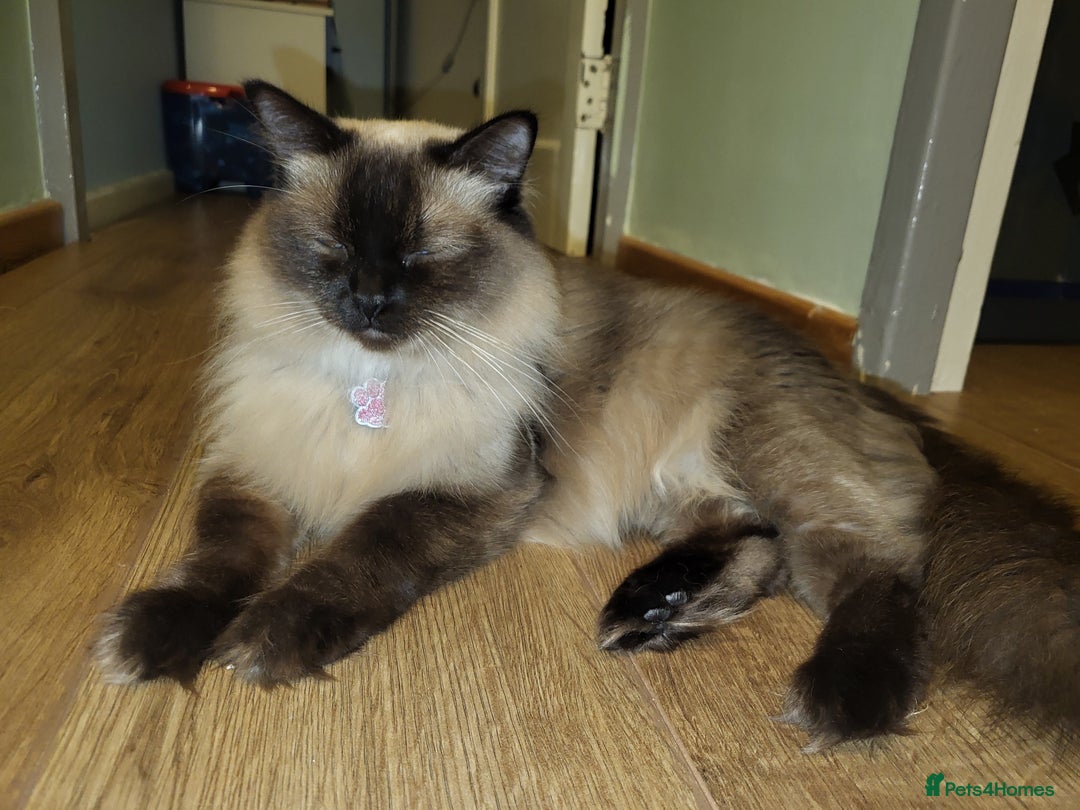Ragdoll cats for sale: Seal Point Ragdoll – Boy Looking for a Loving Home - Advert 4
