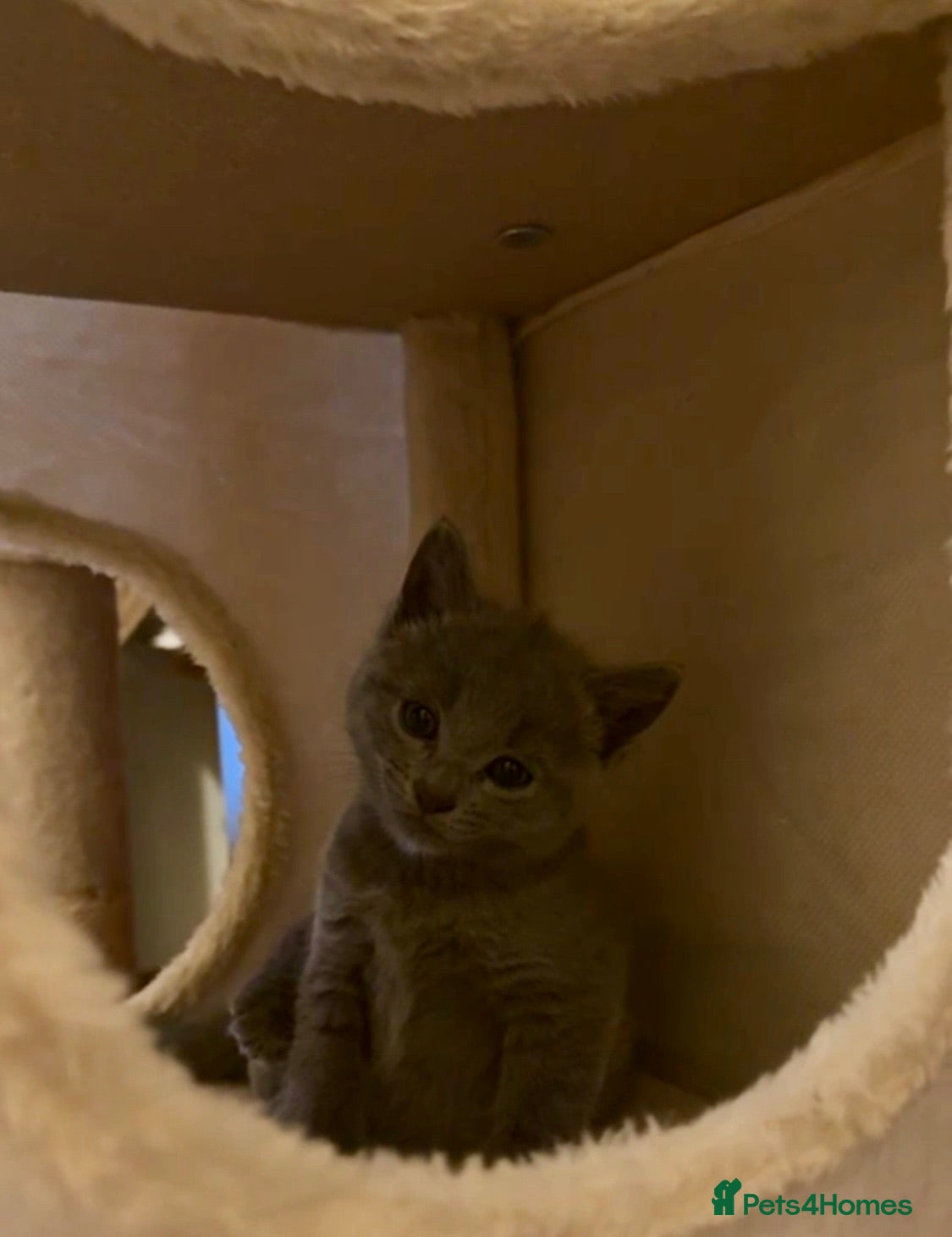 Russian Blue cats Beautiful pedigree boy - Advert 1