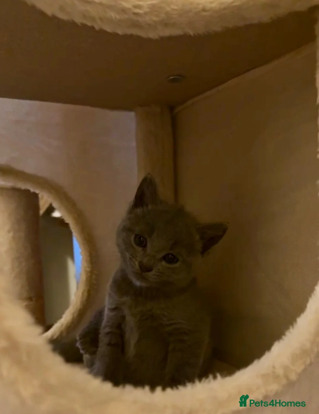 Russian Blue cats for sale: Beautiful pedigree boy - Advert 1