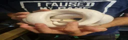 Mixed Breed reptiles for sale: Ball pythons boas and corns for sale  in Malvern - Advert 19